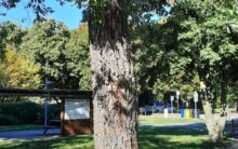 Bezpečnost na prvním místě! Kácení v areálu dopravního hřiště a nová výsadba. / fotogalerie / vrba s houbou