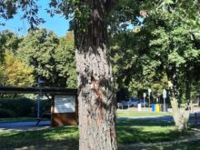 Bezpečnost na prvním místě! Kácení v areálu dopravního hřiště a nová výsadba.