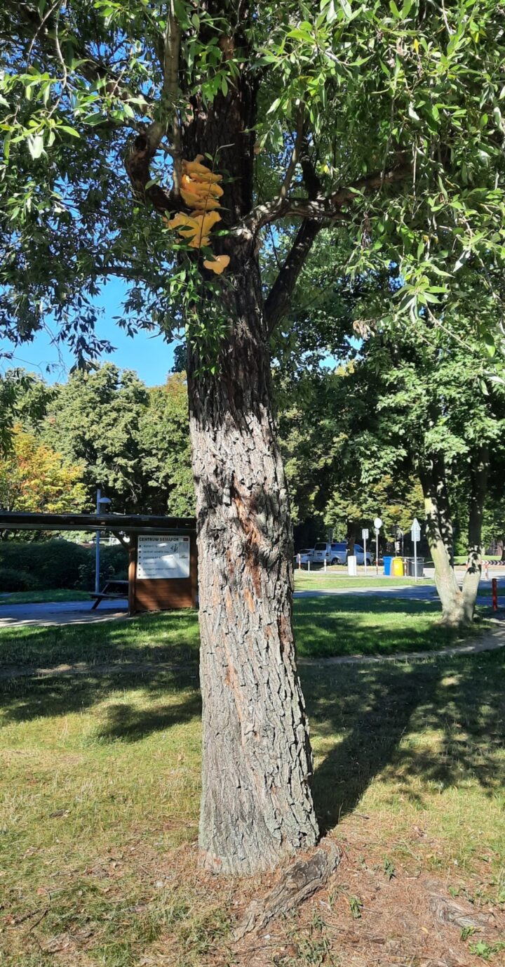 Bezpečnost na prvním místě! Kácení v areálu dopravního hřiště a nová výsadba.