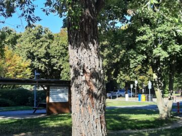 Bezpečnost na prvním místě! Kácení v areálu dopravního hřiště a nová výsadba.